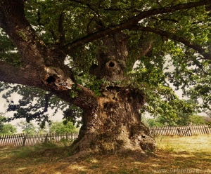 Stejarul de 900 de ani, cel mai batran stejar din Romania, Batranul Carpatilor